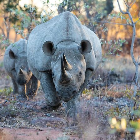 Nedile Lodge Welgevonden Game Reserve ภายนอก รูปภาพ