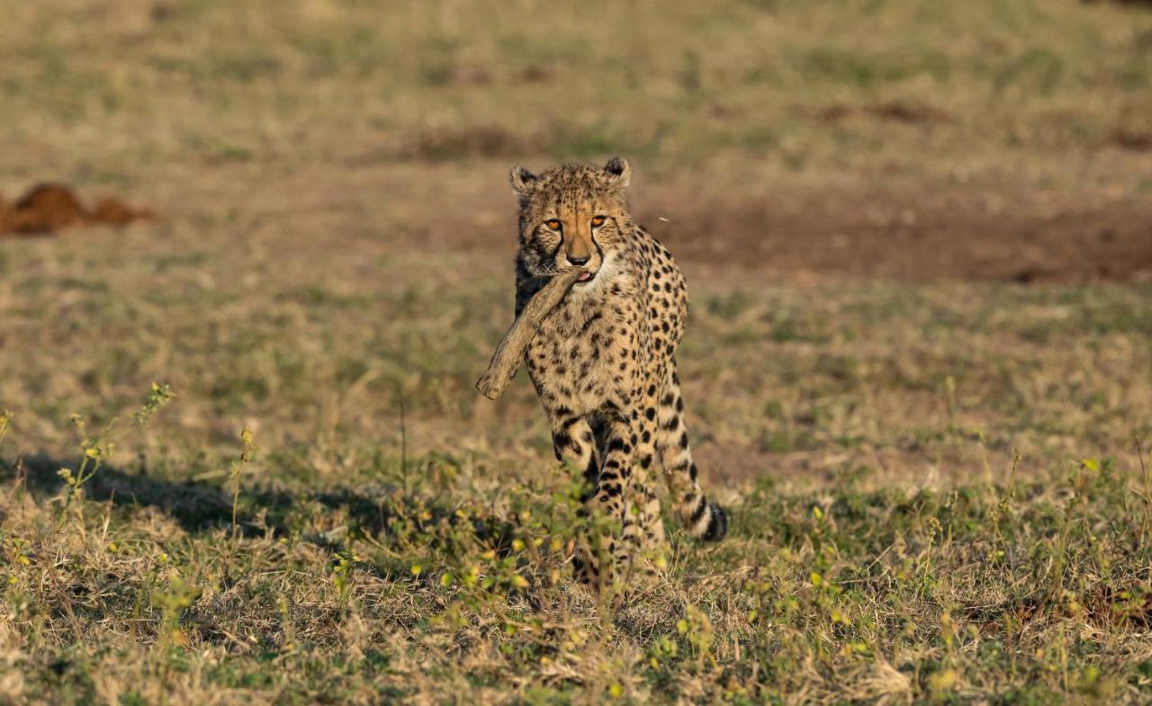 Nedile Lodge Welgevonden Game Reserve ภายนอก รูปภาพ