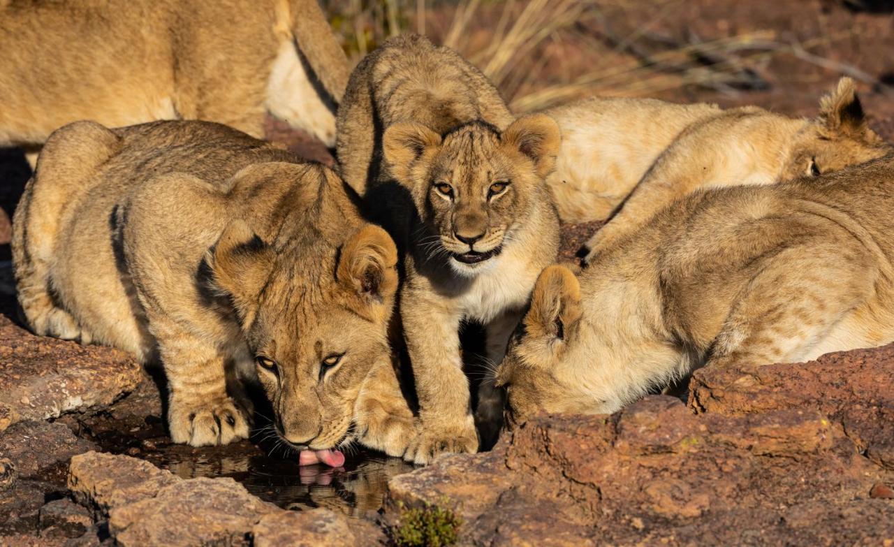 Nedile Lodge Welgevonden Game Reserve ภายนอก รูปภาพ