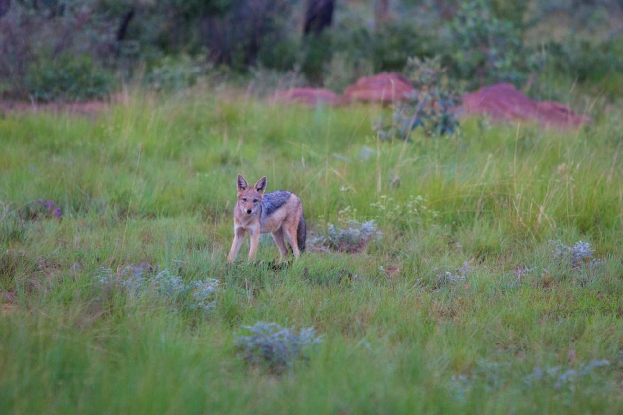 Nedile Lodge Welgevonden Game Reserve ภายนอก รูปภาพ