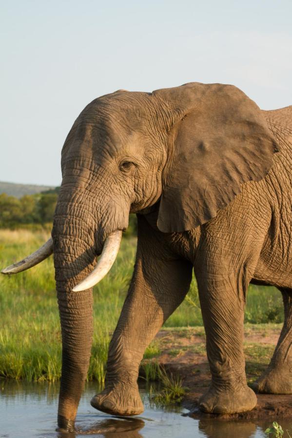 Nedile Lodge Welgevonden Game Reserve ภายนอก รูปภาพ