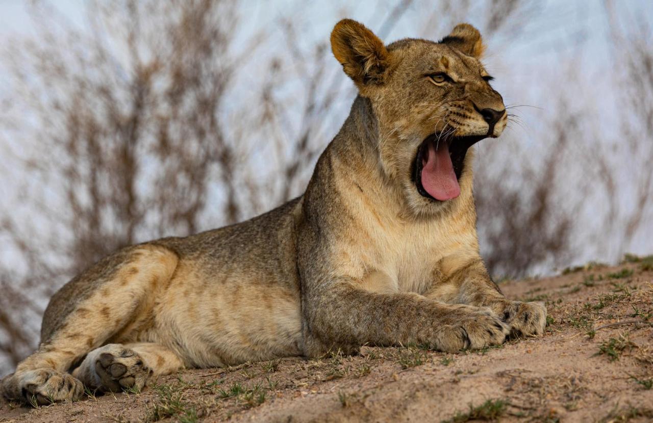 Nedile Lodge Welgevonden Game Reserve ภายนอก รูปภาพ