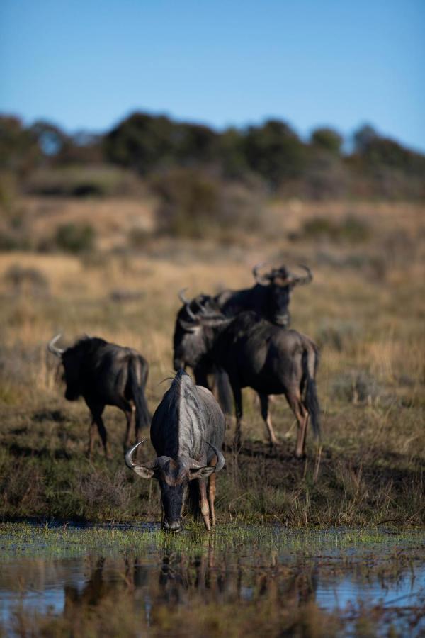 Nedile Lodge Welgevonden Game Reserve ภายนอก รูปภาพ