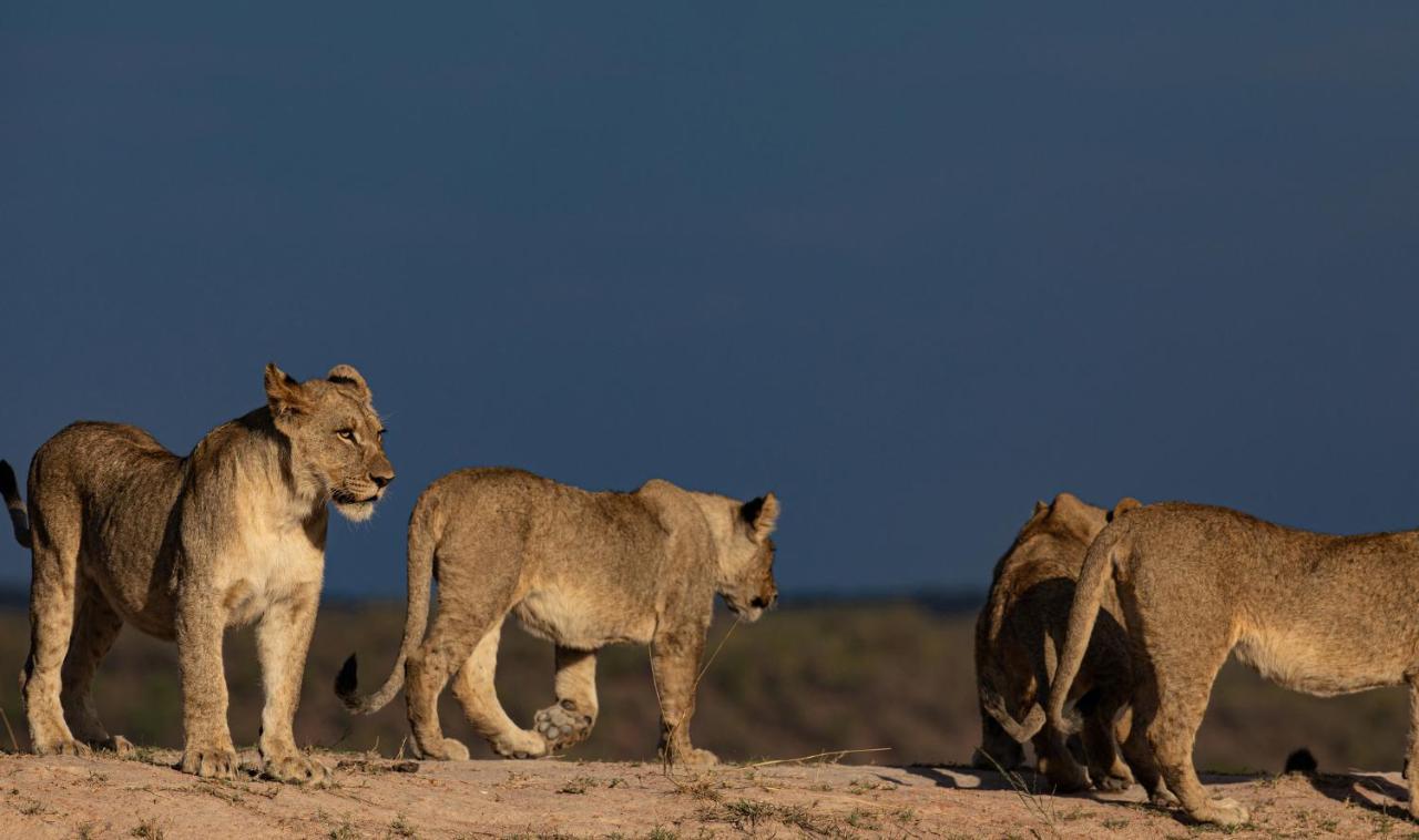 Nedile Lodge Welgevonden Game Reserve ภายนอก รูปภาพ