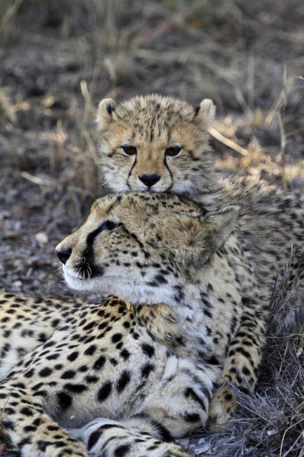 Nedile Lodge Welgevonden Game Reserve ภายนอก รูปภาพ