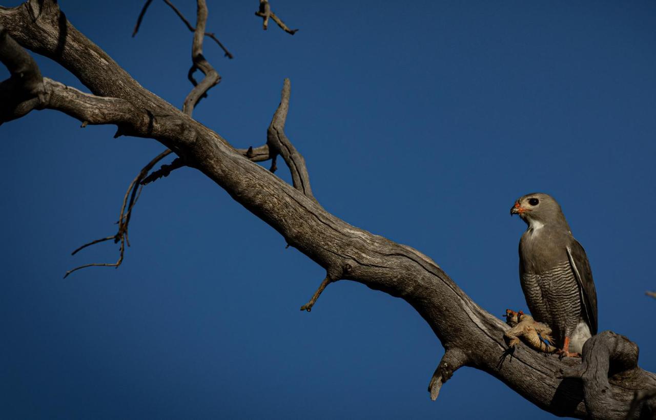 Nedile Lodge Welgevonden Game Reserve ภายนอก รูปภาพ
