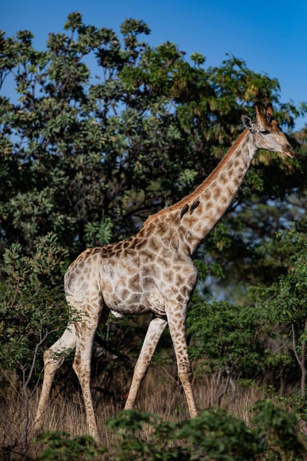 Nedile Lodge Welgevonden Game Reserve ภายนอก รูปภาพ