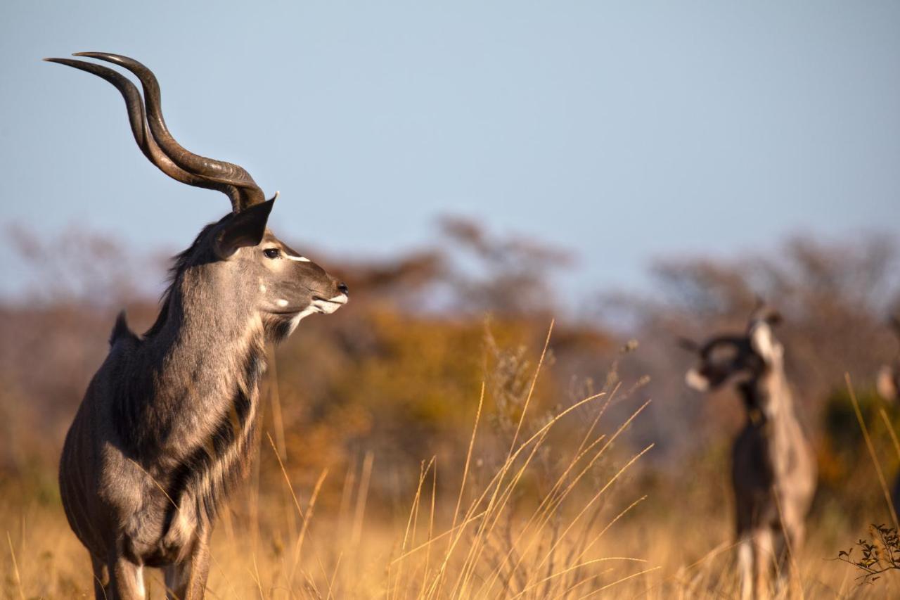 Nedile Lodge Welgevonden Game Reserve ภายนอก รูปภาพ