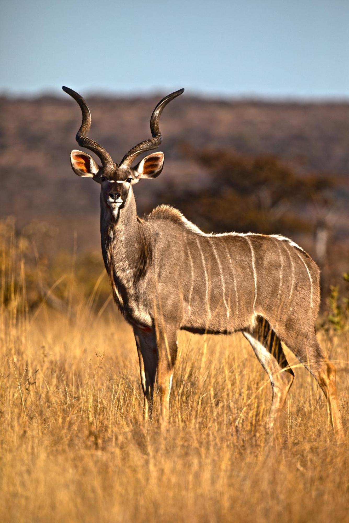 Nedile Lodge Welgevonden Game Reserve ภายนอก รูปภาพ
