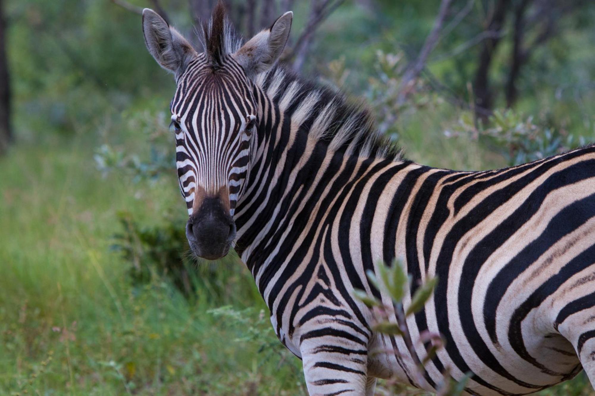 Nedile Lodge Welgevonden Game Reserve ภายนอก รูปภาพ