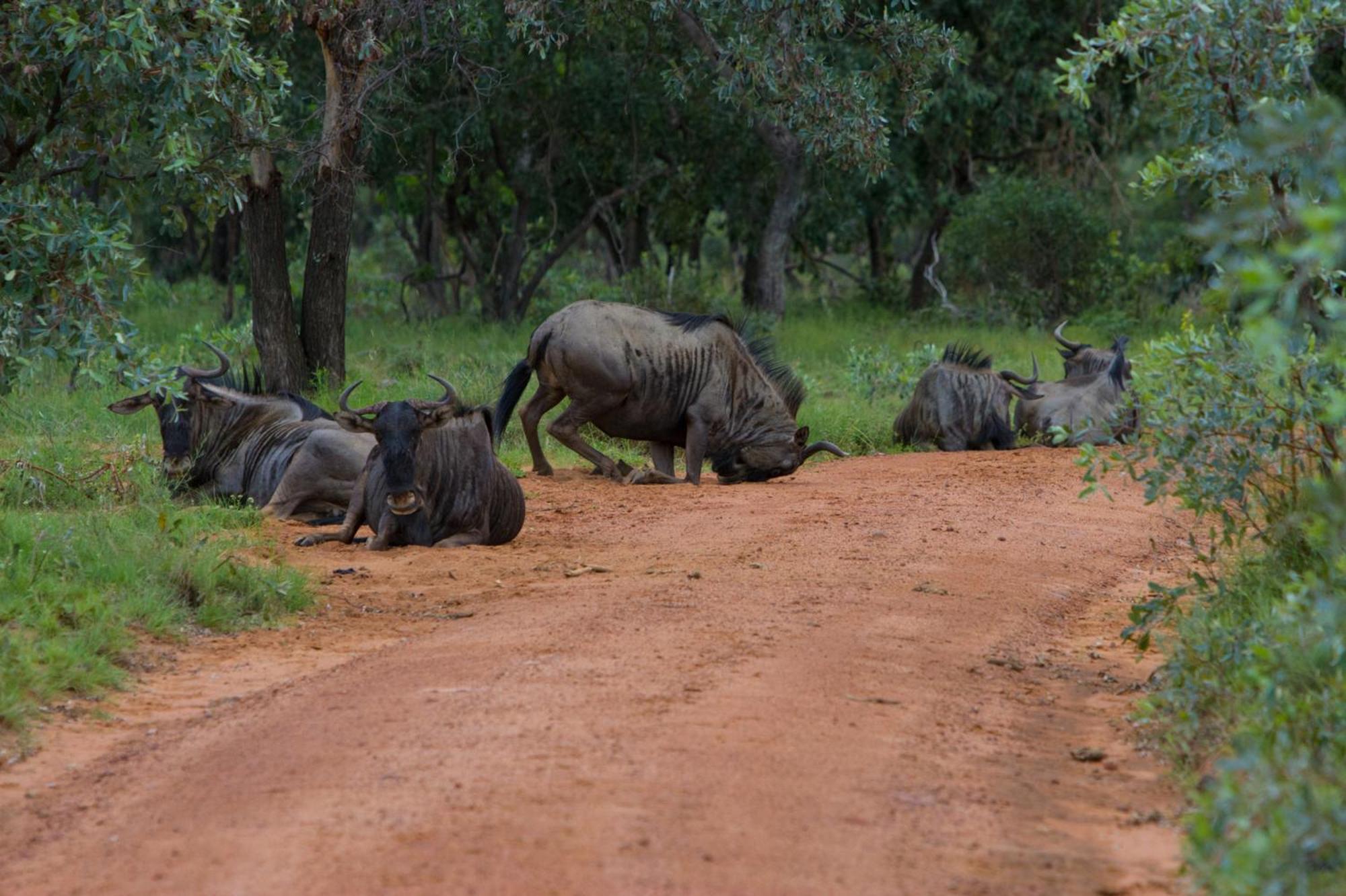 Nedile Lodge Welgevonden Game Reserve ภายนอก รูปภาพ
