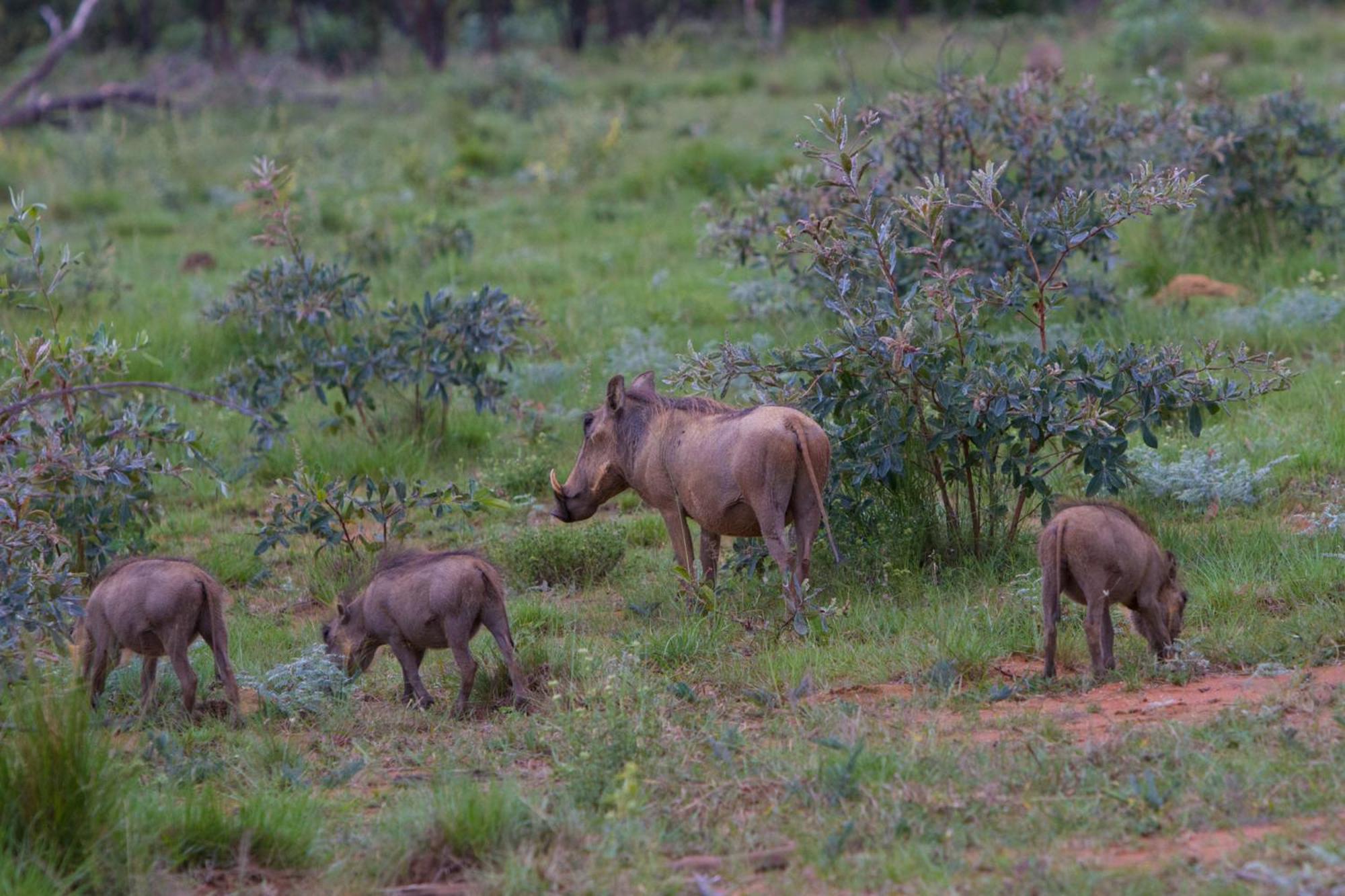 Nedile Lodge Welgevonden Game Reserve ภายนอก รูปภาพ
