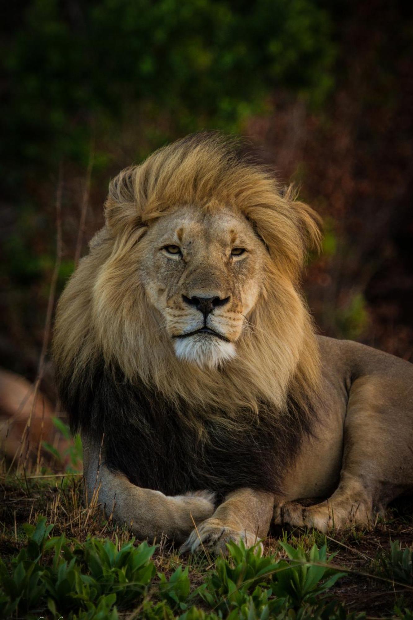 Nedile Lodge Welgevonden Game Reserve ภายนอก รูปภาพ