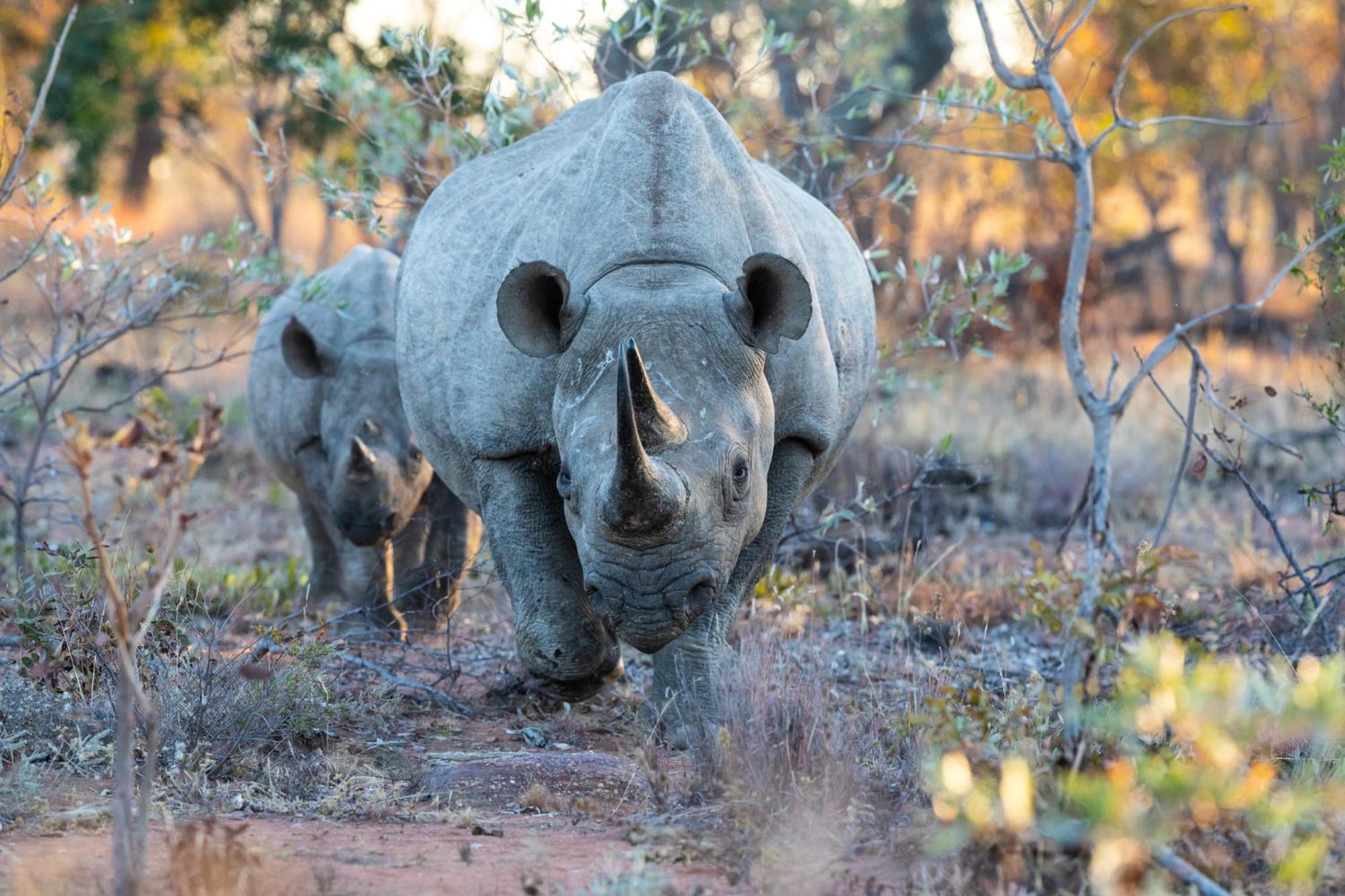 Nedile Lodge Welgevonden Game Reserve ภายนอก รูปภาพ